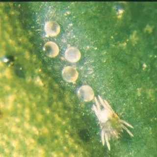 thumbnail for publication: A Guide to Citrus Mite Identification